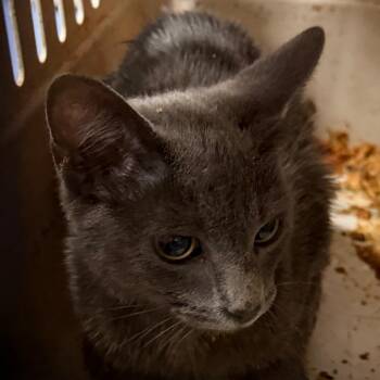 Radar -  Domestic Short Hair Cat for Adoption in Greensboro, North Carolina - Radar | PetCurious