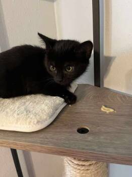 Rescue Domestic Short Hair Cats for Adoption in Virginia Beach, Virginia - Batman | PetCurious
