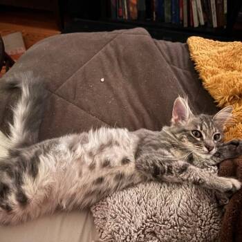 Harrison -  Maine Coon Cat for Adoption in Los Angeles, California - Harrison | PetCurious
