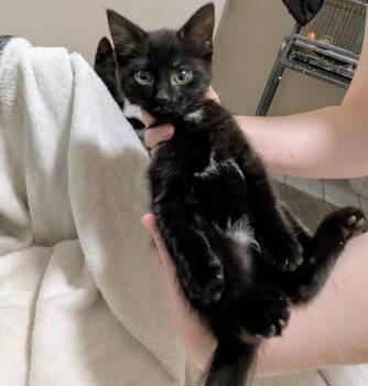 Domestic Short Hair Cats Available for Adoption in Akron, Ohio - Young Girl | PetCurious