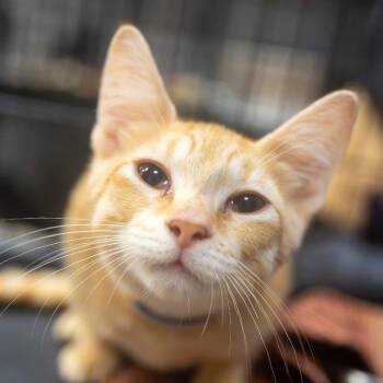 Creamsicle -  Domestic Short Hair Cat for Adoption in Pawling, New York - Creamsicle | PetCurious