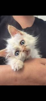 Rescue Domestic Long Hair Cats for Adoption in Oak Park, Michigan - Tuna | PetCurious