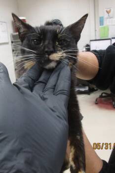 (616) -  Domestic Short Hair Cat Available for Adoption in Marietta, Georgia - (616) | PetCurious
