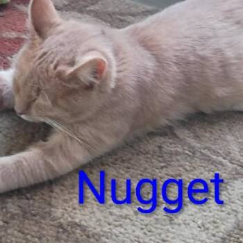 Nugget -  Domestic Short Hair Cat Available for Adoption in Carmel, Indiana - Nugget | PetCurious