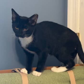 Rescue Domestic Short Hair Cats for Adoption in Reisterstown, Maryland - Habenero | PetCurious