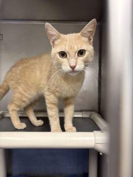 Patrick Stump (from Fall Out Boy) -  Domestic Short Hair Cat for Adoption in Bowling Green, Ohio - Patrick Stump (from Fall Out Boy) | PetCurious