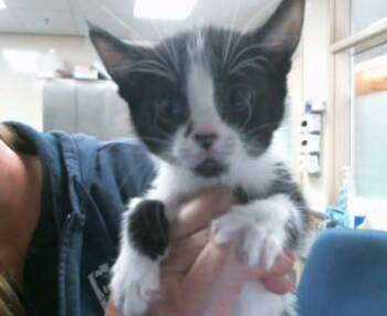 Domestic Short Hair Cats Available for Adoption in Sacramento, California - ANWAR | PetCurious
