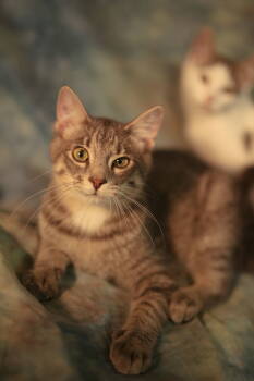 Cats for Adoption - Zombo (FeLV+) | PetCurious