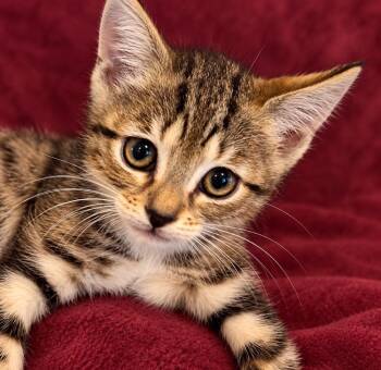 Shenanigans -  Domestic Short Hair Cat for Adoption in Hardeeville, South Carolina - Shenanigans | PetCurious