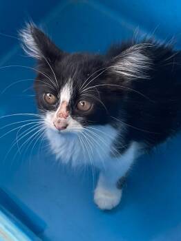 Xerox 26 -  Tuxedo and Domestic Long Hair Cat for Adoption in Brookhaven, Mississippi - Xerox 26 | PetCurious