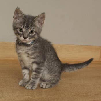 Bee C69972 -  Domestic Short Hair Cat for Adoption in Minnetonka, Minnesota - Bee C69972 | PetCurious