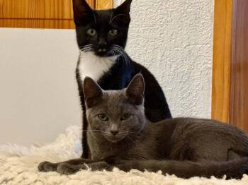 Dragonfly -  Domestic Short Hair Cat for Adoption in Candler, North Carolina - Dragonfly | PetCurious