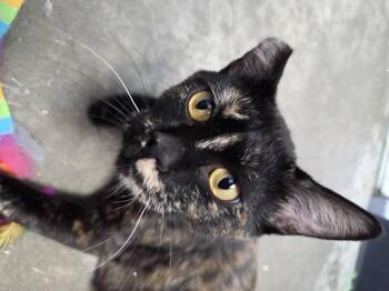 Rescue Domestic Short Hair Cats for Adoption in Brooks, Alberta - Maggie | PetCurious