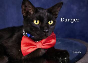 Danger -  American Shorthair Cat for Adoption in York, Nebraska - Danger | PetCurious