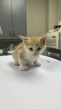 Paul -  Domestic Short Hair Cat for Adoption in Conway, Arkansas - Paul | PetCurious