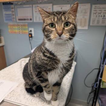 Papaya -  Domestic Short Hair Cat for Adoption in New Castle, Delaware - Papaya | PetCurious