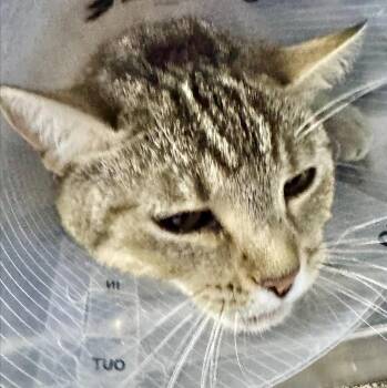 Rescue Domestic Short Hair Cats for Adoption in Casa Grande, Arizona - Fang Fang | PetCurious