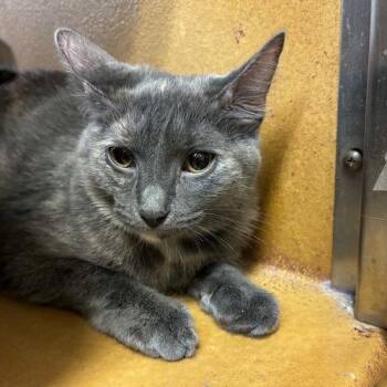 Pixie -  Tortoiseshell Cat for Adoption in East Greenwich Township, New Jersey - Pixie | PetCurious