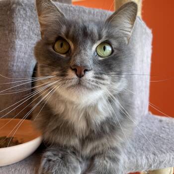 Rescue Domestic Long Hair Cats for Adoption in Wells, Maine - Birch | PetCurious