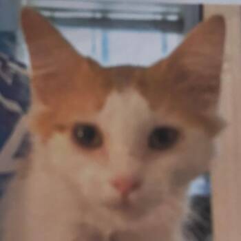 Apawllo -  Domestic Long Hair Cat for Adoption in Lakewood, Colorado - Apawllo | PetCurious