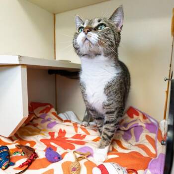 Domestic Short Hair Cats Available for Adoption in South Elgin, Illinois - Simba | PetCurious