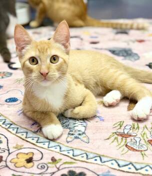 Langdon -  Domestic Short Hair Cat for Adoption in Covington, Louisiana - Langdon | PetCurious