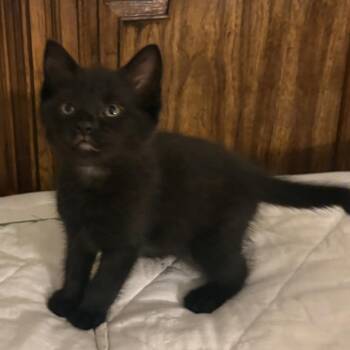 Topaz -  Domestic Short Hair Cat for Adoption in Germantown, Maryland - Topaz | PetCurious