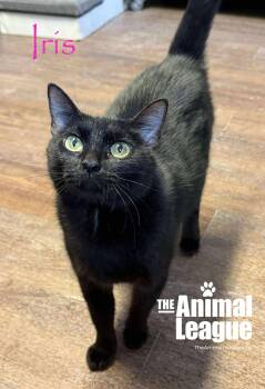 Rescue Domestic Short Hair Cats for Adoption in Groveland, Florida - Iris | PetCurious