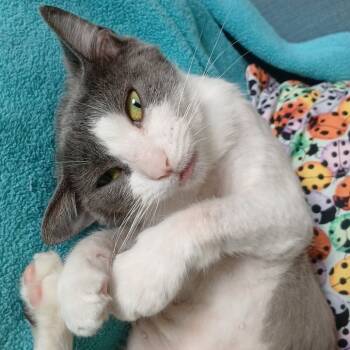 Rescue Domestic Short Hair Cats for Adoption in Walker, Michigan - Roxy - Foster | PetCurious