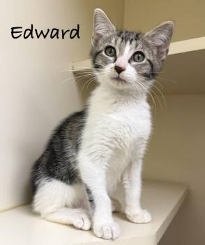 Edward -  Domestic Short Hair Cat for Adoption in Pawleys Island, South Carolina - Edward | PetCurious
