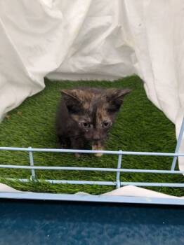 Rescue Domestic Short Hair Cats for Adoption in Gainesville, Florida - Shi | PetCurious