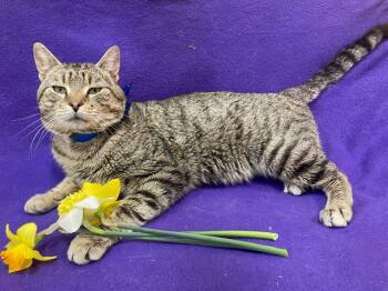 Domestic Short Hair Cats Available for Adoption - BARNABY | PetCurious