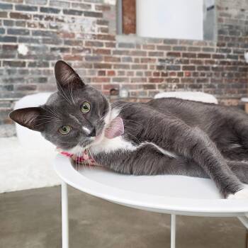 Wembley -  Domestic Short Hair Cat for Adoption in New Orleans, Louisiana - Wembley | PetCurious