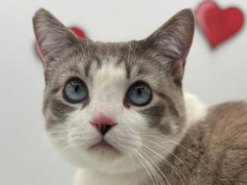 Siamese and Domestic Short Hair Cats Available for Adoption - Gary | PetCurious