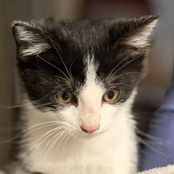 Frank -  Domestic Short Hair Cat for Adoption in Midland, Texas - Frank | PetCurious