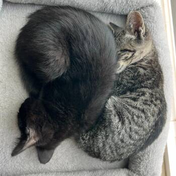 Gully -  Domestic Short Hair Cat for Adoption in Moses Lake, Washington - Gully | PetCurious