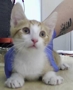 Dapper -  Domestic Short Hair Cat for Adoption in Dayton, Minnesota - Dapper | PetCurious