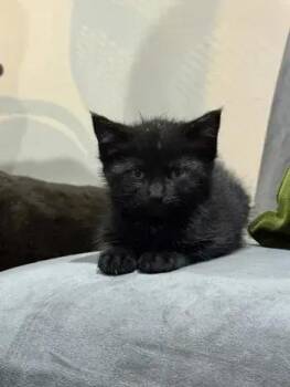 Chickadee -  Domestic Short Hair Cat for Adoption in Wyoming, Michigan - Chickadee | PetCurious