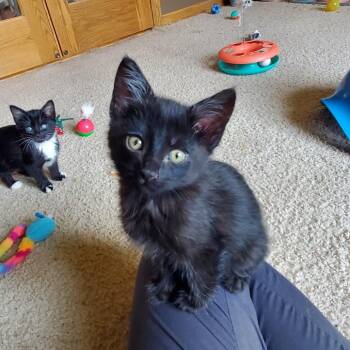 Caterpillar C11897 -  Domestic Short Hair Cat for Adoption - Caterpillar C11897 | PetCurious
