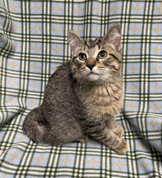 Toffee -  Domestic Short Hair Cat for Adoption in Jackson, Michigan - Toffee | PetCurious