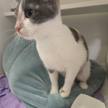 Domestic Short Hair Cats Available for Adoption - Lavender | PetCurious