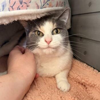 Callie -  Domestic Short Hair Cat for Adoption - Callie | PetCurious