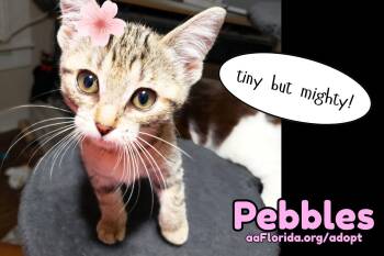 Pebbles -  Domestic Short Hair and Tabby Cat for Adoption in Pensacola, Florida - Pebbles | PetCurious