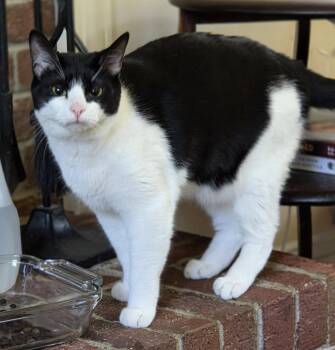 Fudge -  Domestic Short Hair Cat for Adoption in Pittsboro, North Carolina - Fudge | PetCurious