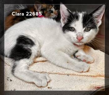 CLARA (see also CLEO & CHLOE) -  Domestic Medium Hair Cat for Adoption in Marietta, Georgia - CLARA (see Also CLEO & CHLOE) | PetCurious
