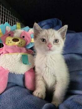Cloud -  Domestic Short Hair Cat for Adoption in Dorr, Michigan - Cloud | PetCurious
