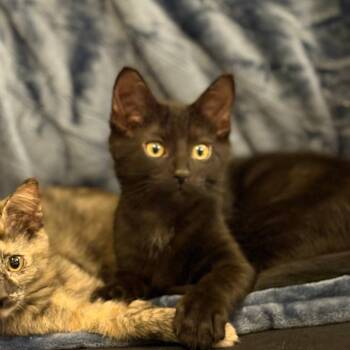 Rescue Domestic Short Hair Cats for Adoption in Portage, Michigan - Toothless | PetCurious