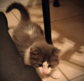 Domestic Long Hair Cats Available for Adoption in Fort Myers, Florida - Adonis | PetCurious