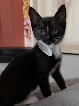 Binky -  Domestic Short Hair Cat for Adoption in Parlier, California - Binky | PetCurious