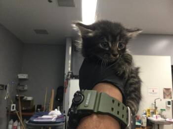 A1924614 -  Domestic Short Hair Cat for Adoption in Thousand Palms, California - A1924614 | PetCurious